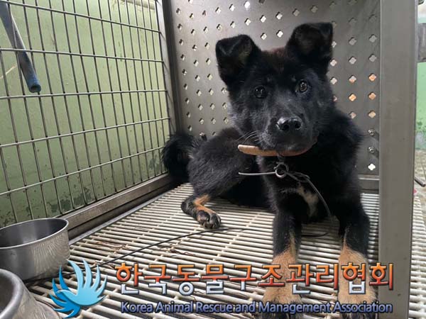 한국동물구조관리협회_441560202400833